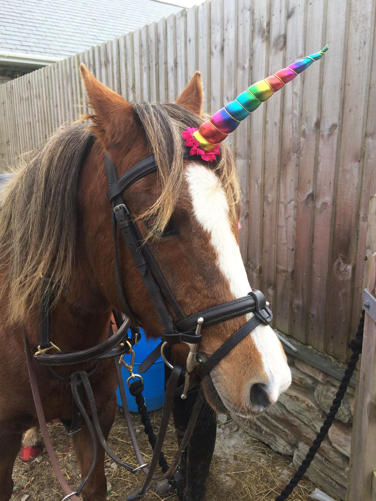 DS_unicorn